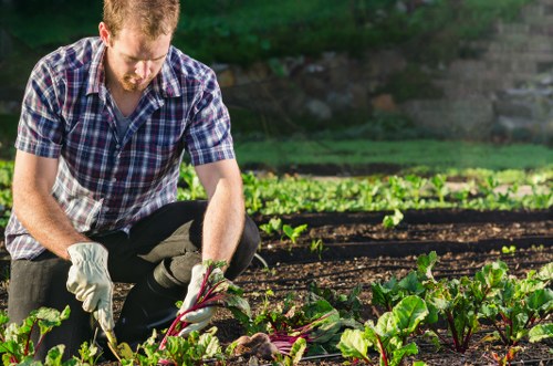 A man wearing a checkered shirt and white gardening gloves is kneeling in a vegetable garden, carefully harvesting or tending to leafy greens such as beetroot or chard, with rich dark soil visible around the plants. The garden is organized with clear rows of healthy, vibrant green foliage and well-maintained soil beds, suggesting attentive outdoor gardening practices typical of professional landscaping services in Dalston. In the background, there are additional soil beds and some blurred greenery, indicating a lush garden environment. The scene is illuminated by natural daylight, emphasizing the natural tones of the soil and plants, and reflecting a typical outdoor setting suitable for comprehensive gardening and planting services offered by Landscapers Dalston in the local area near postcode E8. This image exemplifies careful vegetable gardening and sustainable outdoor maintenance that enhances the natural beauty of residential outdoor spaces in East London.