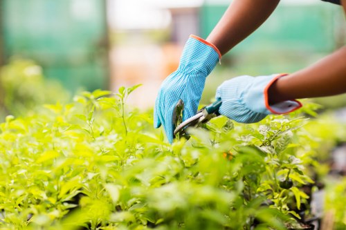 A close-up view of a gardener's hands wearing blue protective gloves, carefully pruning a lush green hedge or shrub in a well-maintained outdoor garden. The hedge displays vibrant, healthy foliage with dense, small leaves. In the background, blurred elements of a typical garden setting can be seen, including additional greenery, a paved pathway, and possibly some garden furniture or structures, suggesting a landscaped backyard or front garden in Dalston. The scene is set in natural daylight, indicating fair weather conditions. The detailed focus on trimming indicates attentive garden maintenance, aligning with professional landscaping and gardening services offered by Landscapers Dalston in the East London area, supporting sustainability and eco-friendly gardening practices. The garden environment appears orderly, with neatly edged plant beds and a mixture of textured surfaces, such as soil, paving, or decking, fostering an inviting outdoor space for both aesthetic appeal and environmental health.