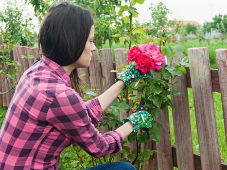 A woman with shoulder-length dark hair, wearing a pink and purple checkered shirt and colorful gardening gloves, is tending to a pink flowering shrub in a backyard garden. She is using her right hand to support the plant and her left hand to prune or examine the flowers. The garden features a wooden fence with vertical slats, behind which green foliage and trees are visible. The grass in the garden is lush and well-maintained, extending across the foreground and background, with a few flower beds or planting areas visible near the fence. The weather appears mild and overcast, with soft natural light illuminating the scene, making it ideal for outdoor gardening. This scene reflects typical garden maintenance activities that Landscapers Dalston might provide, including shrub pruning and outdoor upkeep, set in a tidy landscaped area near Dalston, London, with clear attention to plant health and garden aesthetics.