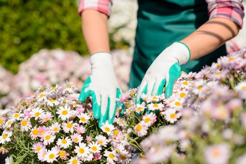 A gardener wearing white gloves and a teal apron is tending to a flowerbed filled with blooming daisies in a landscaped garden. The daisies have white petals and yellow centers, densely packed across the front of the image, with some flowers extending towards the middle ground. The gardener's hands are gently touching the flowers, suggesting careful maintenance or planting. In the background, there is lush green foliage and a sunny, outdoor environment typical of a well-maintained garden in Dalston. The garden features a combination of flowering plants and neatly trimmed shrubs, with a subtle indication of soil and stepping stones or paving in parts of the scene. The overall setting is bright, indicating good weather conditions. The scene reflects professional garden upkeep, suitable for outdoor landscaping and lawn care services offered by Landscapers Dalston, aligning with the context of gardening and landscaping in north-east London postcodes.