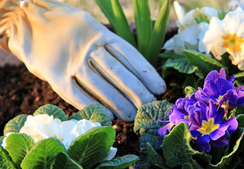 A gardener's gloved hand gently tending vibrant flowering plants in a well-maintained garden. The scene features a variety of colorful blossoms, including purple and white flowers with yellow centers, growing in rich, dark soil. Surrounding the flowers are lush green leaves and stems, with some plant leaves showing natural textures and prominent veins. In the background, there are other garden plants, suggesting a thoughtfully landscaped outdoor space. The sunlight illuminates the scene softly, indicating a bright but mild weather condition typical of outdoor gardening work in Dalston, London. The arrangement and healthy appearance of the plants reflect ongoing garden care and maintenance activities, consistent with professional gardening and landscaping services provided by local experts such as Landscapers Dalston, who focus on sustainability and eco-friendly practices.