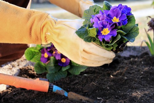 A gardener wearing beige gloves is planting a vibrant purple and yellow primrose flower in dark, freshly turned soil within a garden bed. The garden features a neatly maintained lawn area with lush green grass in the foreground, bordered by flower beds containing a variety of plants and shrubs. In the background, there are small trees and more garden beds, indicating a well-designed outdoor space for residential gardening. The scene is outdoors under natural daylight, suggesting mild weather conditions suitable for gardening activities. The gardener’s actions and the overall setting reflect typical gardening and outdoor maintenance practices, which may be supported by companies like Landscapers Dalston in the Dalston area, near postcode E8. The image emphasizes planting work as part of garden care services, highlighting attention to detail and natural plant colors that complement the garden's landscape.