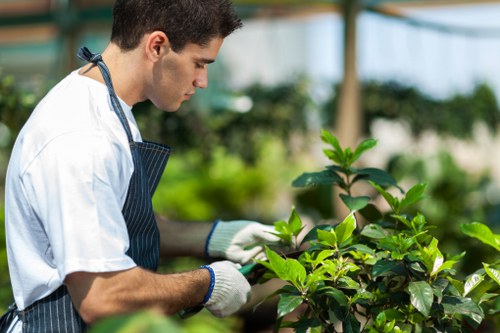 A young male gardener wearing a white T-shirt, blue striped apron, and white gloves tending to a lush green shrub in an outdoor garden, possibly in Dalston. The garden features a well-maintained flower bed with healthy foliage, bordered by soil and edged with grass. In the background, there are additional plants, trees, and a structure that appears to be part of a greenhouse or conservatory, with soft natural daylight illuminating the scene. The gardener is carefully inspecting or pruning the plant, highlighting professional gardening practices typical of local outdoor maintenance services offered by Landscapers Dalston. The overall environment suggests a well-kept, landscaped garden space, suitable for flower bed creation and ongoing lawn or shrub care within a suburban residential setting in East London, near postcode E8 or N16.