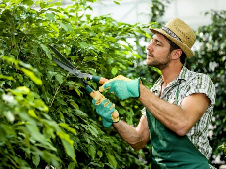 A man wearing a straw hat, green gardening gloves, and a checkered shirt is trimming a lush green hedge with pruning shears in a well-maintained outdoor garden. The hedge is dense with vibrant green foliage, forming a natural boundary along a neatly landscaped yard. In the background, there are other garden elements such as a lawn with evenly cut grass, a paved pathway, and possibly small trees or shrubs, indicating a thoughtfully designed outdoor space typical of residential gardens in Dalston. The lighting suggests a bright day with natural sunlight, highlighting the textures of the leaves and the well-kept garden surface. This scene reflects professional gardening activity aimed at maintaining attractive and healthy garden landscapes, consistent with services offered by companies like Landscapers Dalston, especially in the London E8 postcode area. The overall environment appears peaceful and tidy, emphasizing careful outdoor maintenance to support garden aesthetics and health.