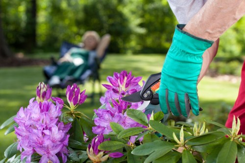A gardener wearing turquoise gloves is trimming a vibrant pink and purple flowering shrub in a well-maintained front garden, with lush green grass and trees in the background on a bright, sunny day. The garden features a neatly edged flower bed with healthy green foliage and blooming flowers, along with a paved pathway made of grey stone tiles. In the background, a child is sitting in a stroller under the shade of tall trees, indicating a family-friendly outdoor space. The overall scene showcases a landscaped yard with a mix of flowering plants, manicured lawn, and natural light highlighting the outdoor environment, reflecting professional gardening and landscaping maintenance typical of Dalston. The scene emphasizes the importance of attentive garden care provided by landscapers Dalston for residential outdoor spaces, enhancing natural beauty and garden health.