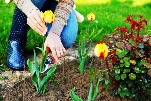 A person kneeling on a paved garden pathway, planting yellow and red tulips in a well-maintained flower bed bordered by dark soil. The individual is wearing blue jeans, a colorful striped sweater, and rubber boots, and is using both hands to carefully position the tulips among other green plants. The garden area features lush, bright green grass in the background, with a dense hedge or shrubbery nearby that has reddish leaves, creating a vibrant contrast with the tulips. The outdoor setting appears to be in natural daylight, with no visible weather conditions. The scene reflects careful planting and garden maintenance typical of professional landscaping services by Landscapers Dalston, focusing on flower bed preparation and planting, suitable for enhancing outdoor spaces in the Dalston area, postcode E8.
