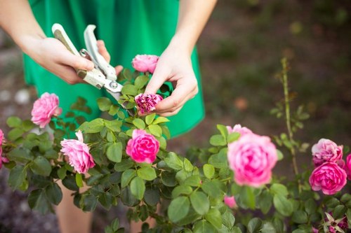 A person in a green apron is trimming a flowering rose bush in a garden using garden secateurs. The rose bush features several vibrant pink blossoms and healthy green leaves. The garden setting includes a textured soil bed beneath the plant, with other small plants and emerging greenery visible in the background. The scene is illuminated by natural daylight, suggesting a clear weather day, and the focus is on the detailed pruning activity, emphasizing garden maintenance work typical of professional gardening services offered by Landscapers Dalston in the local area of Hackney, London. The image highlights elements of shrub pruning and flower care, relevant to outdoor garden and landscape management.