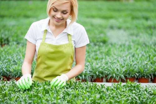 A young woman with short blonde hair, wearing a white shirt, a light green apron, and green gardening gloves, is working in a well-maintained outdoor garden. She is tending to a lush, dense bed of small green plants, possibly seedlings or young shrubs, arranged in neat rows. The garden features a wooden border separating the plant bed from a grassy lawn in the background. The grass is vibrant and evenly trimmed, with a rich green hue. In the background, a hedge or taller shrubbery can be seen, providing a natural boundary to the garden space. The setting appears to be on a bright, sunny day with natural light illuminating the scene, indicating a typical outdoor gardening environment, possibly in Dalston or nearby London. The image reflects general gardening activities and landscape maintenance, which are part of professional lawn care and garden management services offered by companies like Landscapers Dalston, supporting local outdoor care in the area.