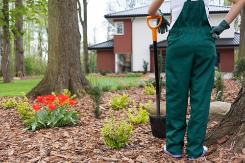 Professional lawn care services in Dalston