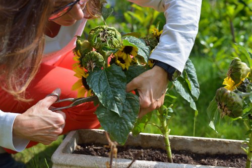 A detailed outdoor garden scene showing a rectangular raised flower bed with dark, rich soil, filled with green foliage and yellow-flowered sunflowers. The garden features a lush, vibrant environment with a well-maintained lawn area visible in the background, bordered by neatly trimmed hedges and a variety of shrubs. The scene is captured on a bright, sunny day, with natural daylight illuminating the textures of the plants, soil, and paved pathways. The garden is part of a landscaped yard associated with residential properties in Dalston, reflecting careful maintenance and planting. This setting exemplifies typical features of domestic gardens in the area, showcasing healthy plant growth, a mix of flowering and foliage plants, and a combination of natural and paved surfaces. The overall environment suggests ongoing gardening activities, aligned with professional gardening and landscaping services offered by companies like Landscapers Dalston.